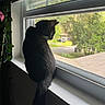 animal, black_cat, cat, daylight, domestic_cat, fur, greenery, houseplant, indoor, looking_outside, nature_outside, pet, quiet, resting, screen, side_view, tail, whiskers, window, windowsill