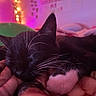 Jasper is registered to the contest to win money with this photo: animal, bedroom, black_and_white, blanket, cat, closeup, comfort, cozy, cute, fairy_lights, fur, indoor, night, pet, relaxation, resting, sleeping, soft, warm_lighting, whiskers