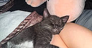 Jasper is registered to the contest to win money with this photo: animal, black_and_white, blanket, cat, cozy, cute, domestic, feline, fur, indoor, kitten, leg, nap, person, pet, plush_toy, resting, sleeping, soft, whiskers