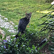 Apple participe au concours pour gagner de l'argent avec cette photo : animal, cat, curious, daylight, foliage, garden, grass, greenery, ground, leaves, looking_back, mammal, nature, outdoor, pet, plants, shrub, sitting, stones, tabby_cat