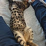 Apple a rejoint le concours — aidez-le/la à gagner de superbes lots ! animal, bed, blanket, cat, comfort, cozy, fur, home, indoor, legs, paws, person, pet, relaxed, resting, sleeping, spotted, stretched_out, striped, tabby