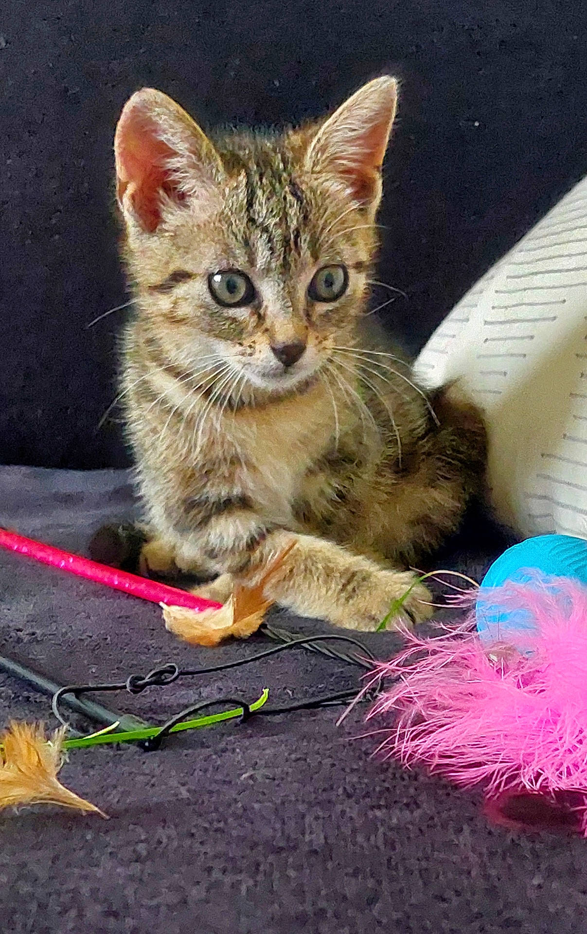 Mya participe au concours pour gagner de l'argent avec cette photo : abyssinian, accessories, angora, animal, bird, cat, dye, egyptiancat, featherboa, gold, kitten, leash, manx, pet, purple, strap