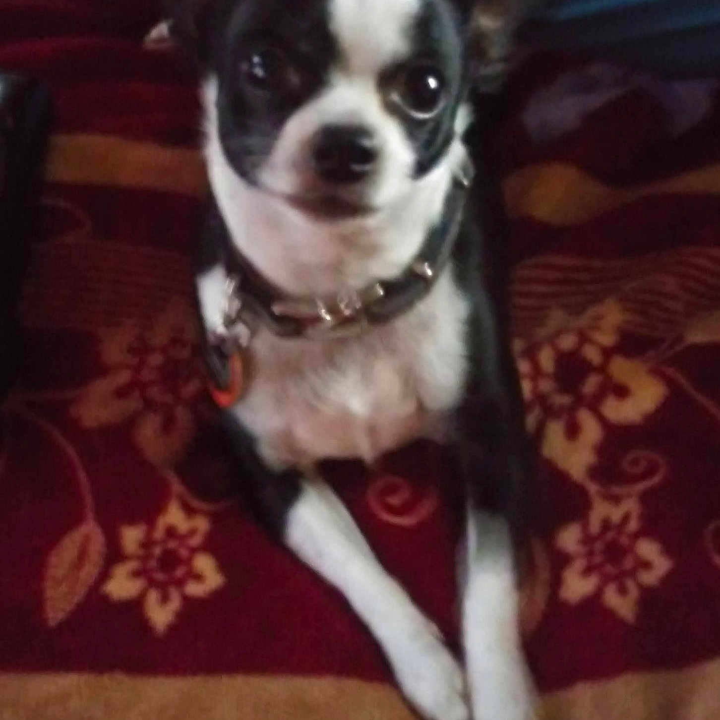 Trisky is registered to the contest to win money with this photo: dog, chihuahua, pet, animal, small_dog, black_and_white, collar, blanket, indoor, sitting, looking_at_camera, curious, fur, cute, companion, domestic_animal, resting, home, cozy, closeup