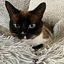 abyssinian, animal, blackcat, blanket, cat, kitten, manx, pet, siamese