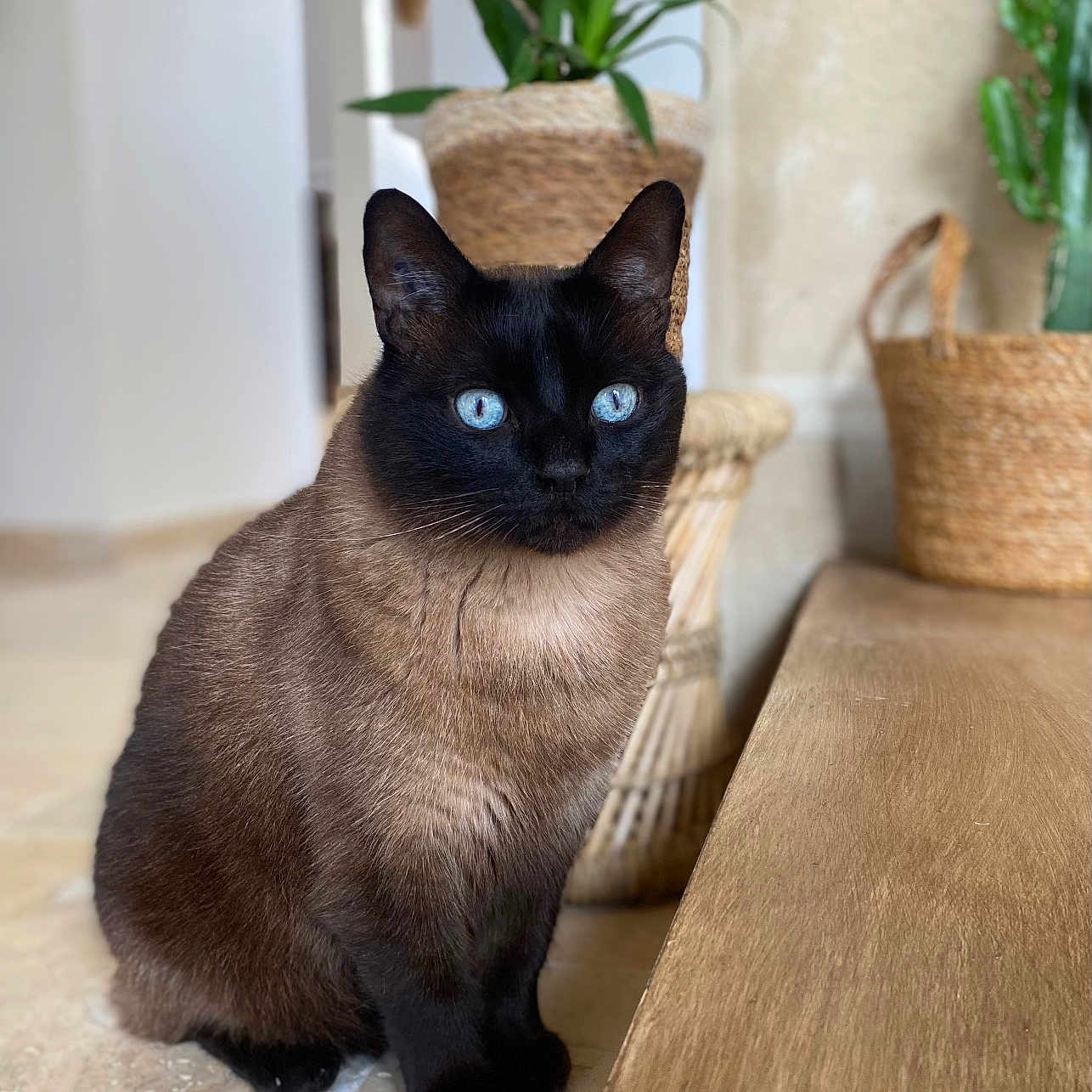 Milo participe au concours pour gagner de l'argent avec cette photo : angora, animal, blackcat, cat, kitten, manx, pet, plant, pottedplant, siamese