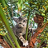 cat, kitten, tree, greenery, leaves, branches, berries, nature, outdoor, animal, young_cat, curious, playful, fur, closeup, wildlife, plant, natural_light, vertical, pet
