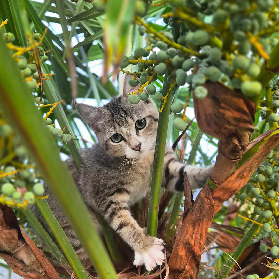 Buns a rejoint le concours — aidez-le/la à gagner de superbes lots ! cat, kitten, tree, greenery, leaves, branches, berries, nature, outdoor, animal, young_cat, curious, playful, fur, closeup, wildlife, plant, natural_light, vertical, pet