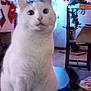 Mimine participe au concours pour gagner de l'argent avec cette photo : cat, celebration, christmas_lights, christmas_tree, cozy, curious, decor, decorative_tree, domestic_animal, festive, furniture, holiday, holiday_decorations, indoor, pet, red_bow, stockings, table, white_cat, wooden_table