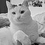 Mimine participe au concours pour gagner de l'argent avec cette photo : animal, black_and_white, blanket, cat, closeup, cozy, cute, feline, framed_picture, fur, home, indoor, mammal, paw, pet, portrait, relaxed, resting, wall_art, white_cat