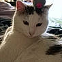 cat, indoor, plush_toy, mouse_toy, white_fur, dark_patches, pet, feline, soft_light, blurred_background, close_up, animal, cute, relaxed, domestic, mammal, toy_on_head, resting, fur, companion