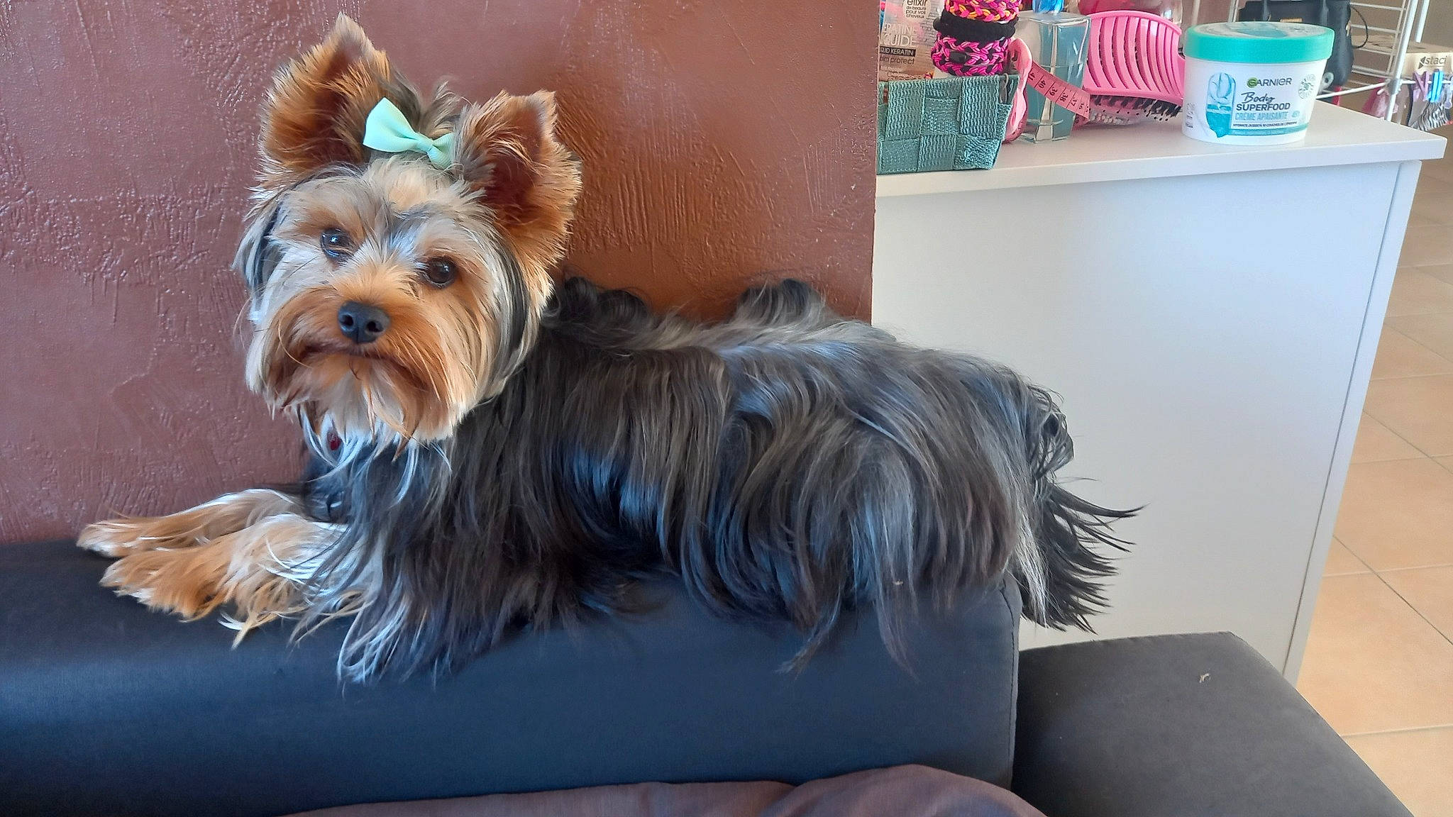 Snoopy participe au concours pour gagner de l'argent avec cette photo : biewer_terrier, canidae, carnivore, collar, companion_dog, dog, dog_breed, dog_collar, dog_supply, fawn, houseplant, liver, pet_supply, small_terrier, sporting_group, terrier, toy_dog, working_animal, yorkipoo, yorkshire_terrier