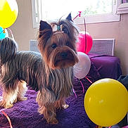 Snoopy participe au concours pour gagner de l'argent avec cette photo : dog, yorkshire_terrier, balloons, purple_blanket, indoor, pet, fur, window, natural_light, hair_tie, cute, small_dog, decor, celebration, animal, adorable, standing, room, colorful, cozy