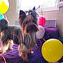 dog, yorkshire_terrier, balloons, purple_blanket, indoor, pet, fur, window, natural_light, hair_tie, cute, small_dog, decor, celebration, animal, adorable, standing, room, colorful, cozy