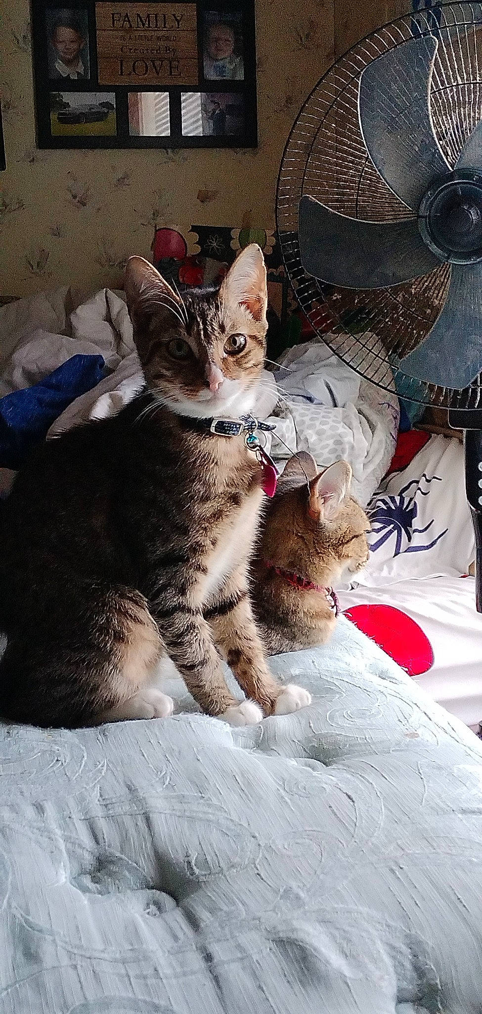 Cobra Mustang joined the competition — help win amazing prizes! carnivore, cat, claw, comfort, domestic_short_haired_cat, felidae, fur, nap, paw, sitting, small_to_medium_sized_cats, snout, tail, whiskers