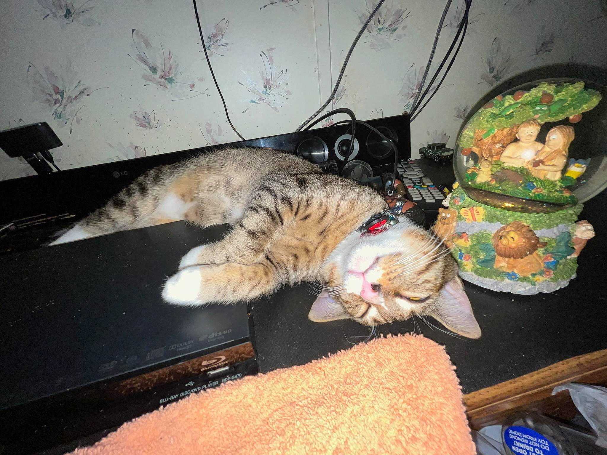 Cobra Mustang is registered to the contest to win money with this photo: carnivore, cat, comfort, couch, domestic_short_haired_cat, fawn, felidae, fur, hat, lap, living_room, nap, paw, room, small_to_medium_sized_cats, sporting_group, tail, whiskers