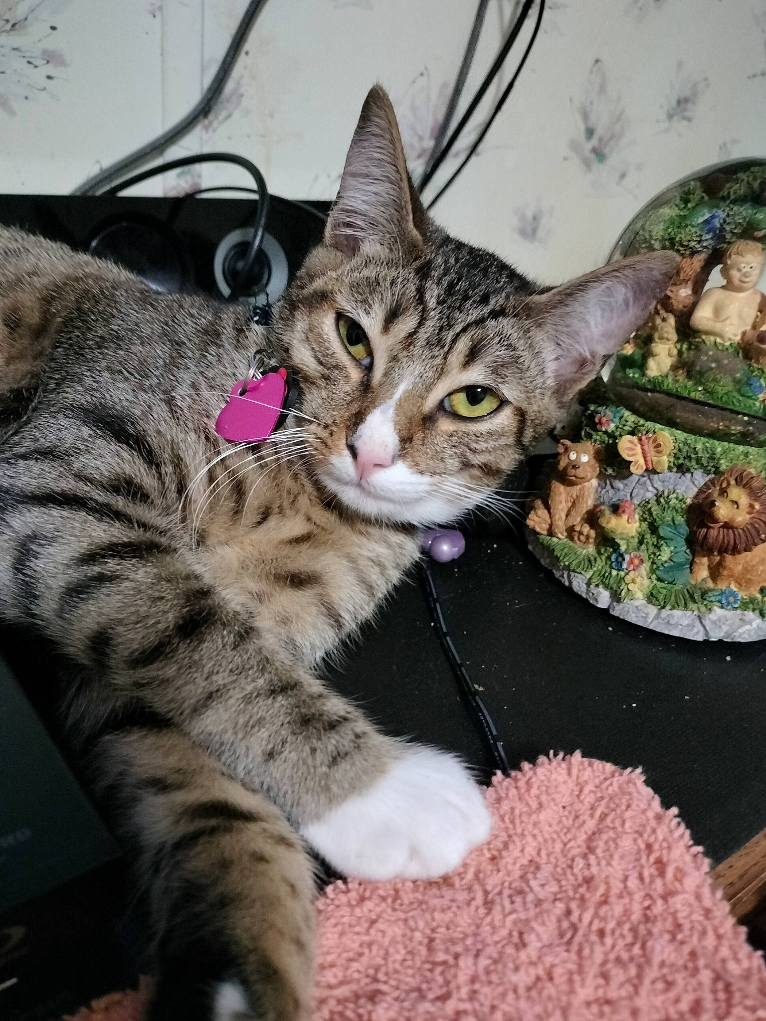 Cobra Mustang joined the competition — help win amazing prizes! carnivore, cat, claw, domestic_short_haired_cat, felidae, fur, grass, organism, paw, plant, small_to_medium_sized_cats, snout, terrestrial_animal, whiskers, wildlife