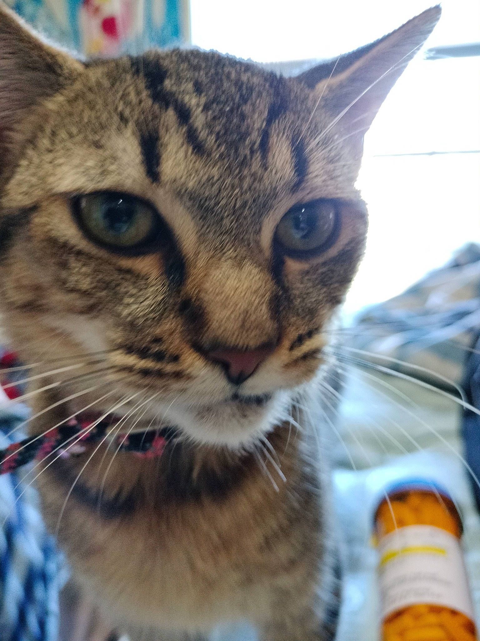 Dasiy joined the competition — help win amazing prizes! aluminum_can, beer, bottle, carnivore, cat, claw, close_up, domestic_short_haired_cat, felidae, fur, paw, small_to_medium_sized_cats, snout, terrestrial_animal, whiskers