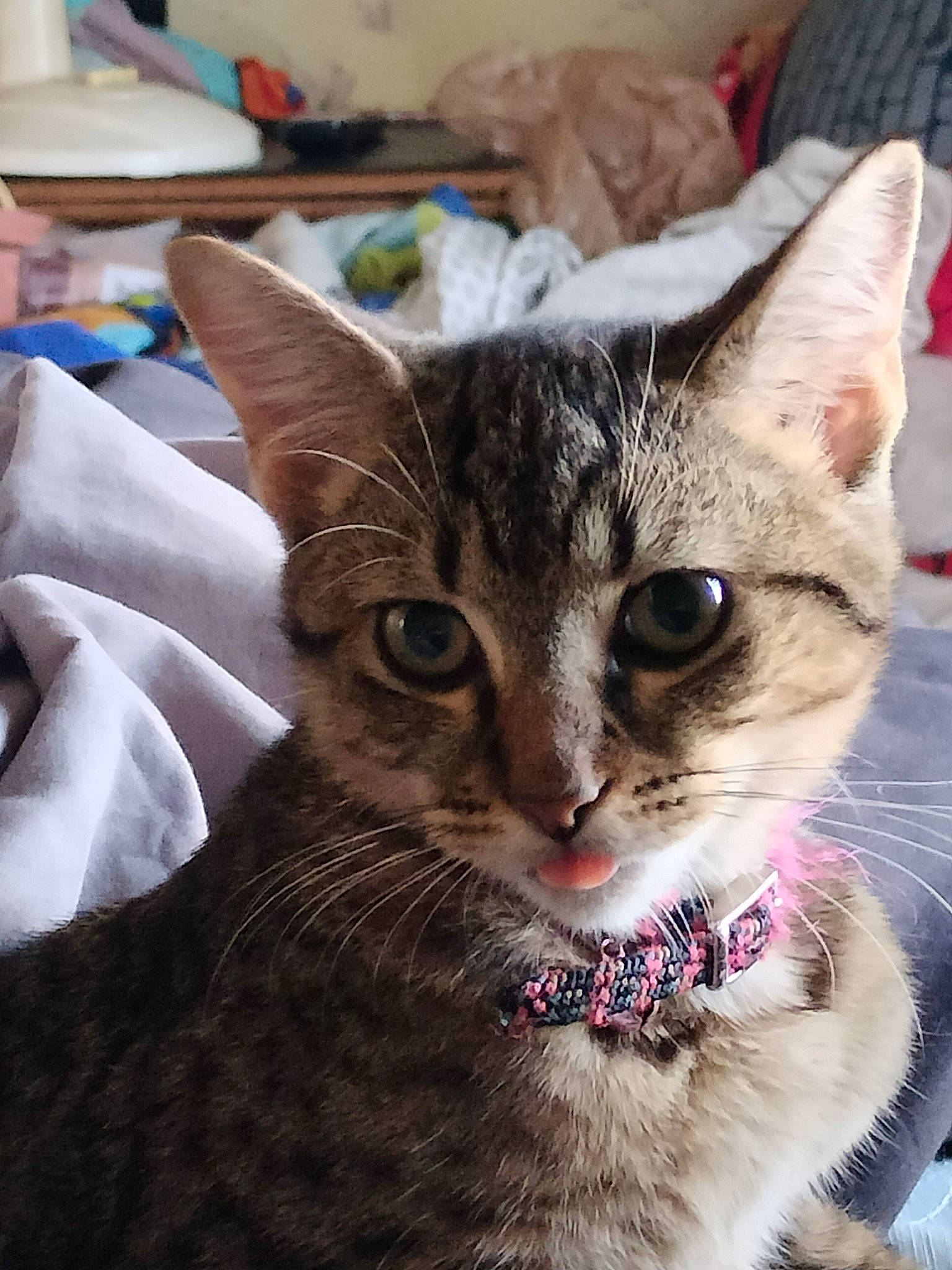 Dasiy is registered to the contest to win money with this photo: carnivore, cat, claw, collar, domestic_short_haired_cat, event, felidae, fur, hat, paw, pet_supply, small_to_medium_sized_cats, snout, terrestrial_animal, tree, whiskers, wildlife, window