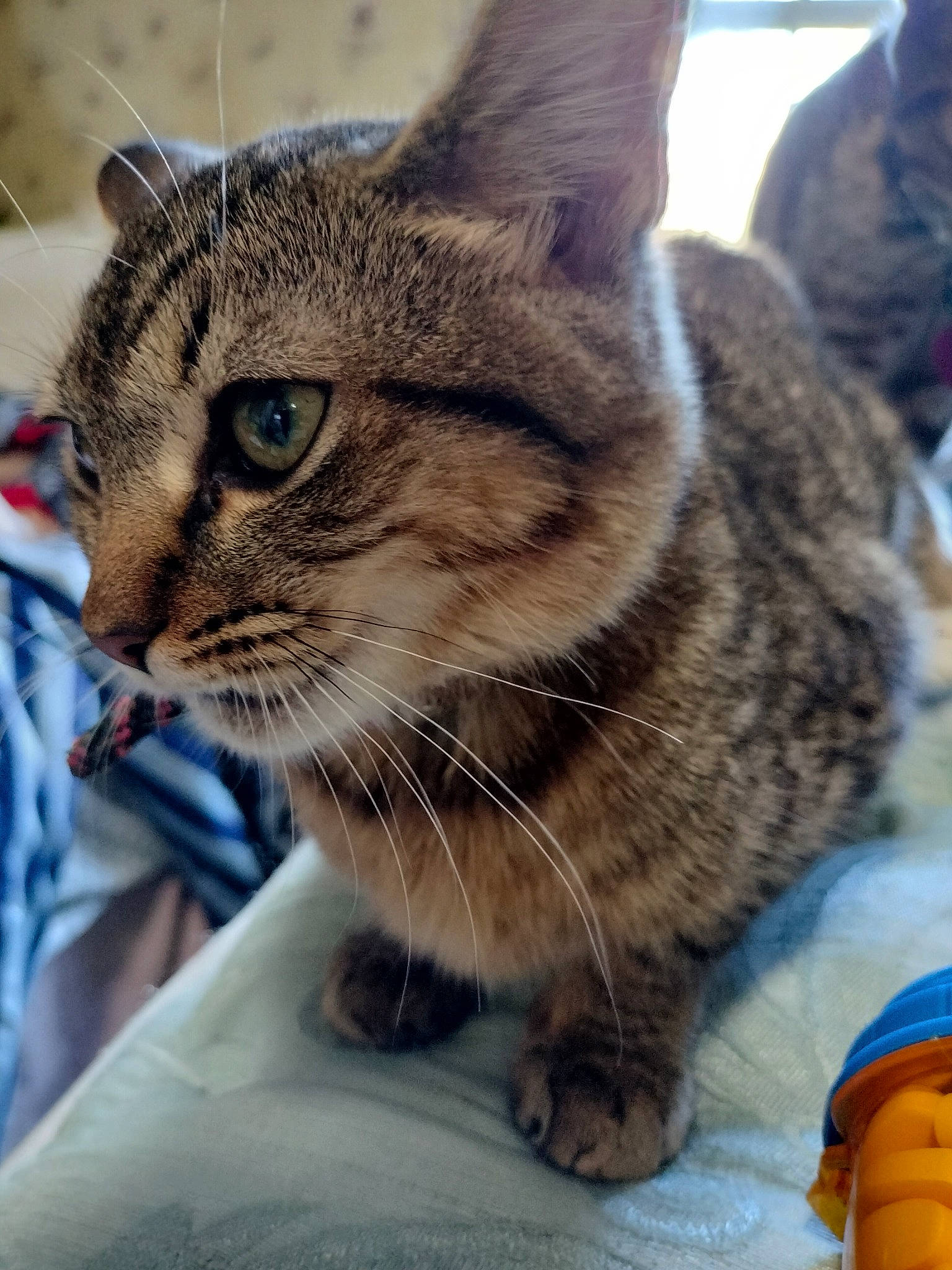 Dasiy joined the competition — help win amazing prizes! carnivore, cat, claw, domestic_short_haired_cat, felidae, fur, paw, small_to_medium_sized_cats, snout, terrestrial_animal, whiskers, wildlife