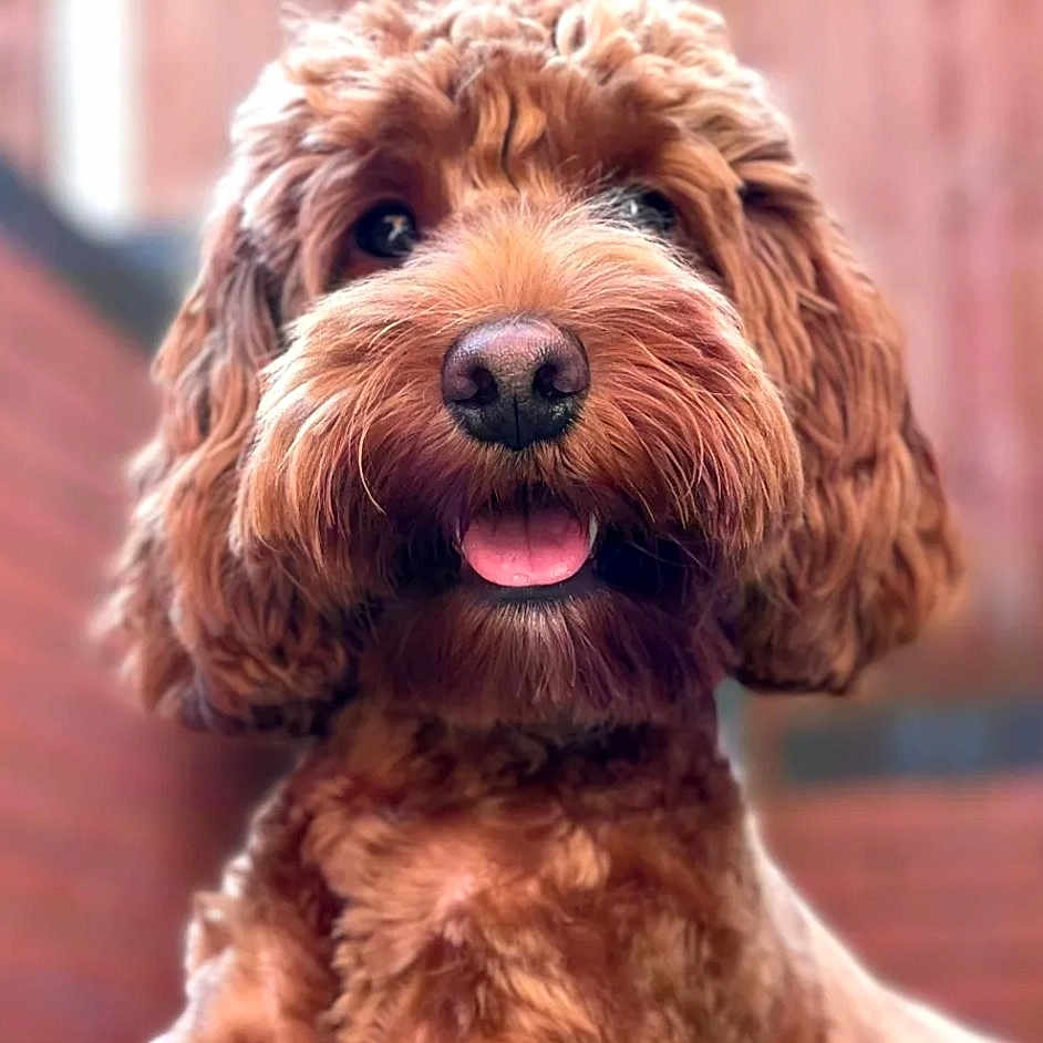 Buzz is registered to the contest to win money with this photo: airedale, animal, bodypart, canine, cockerspaniel, dog, mouth, person, pet, poodle, puppy, snout, terrier, tongue, whitedog