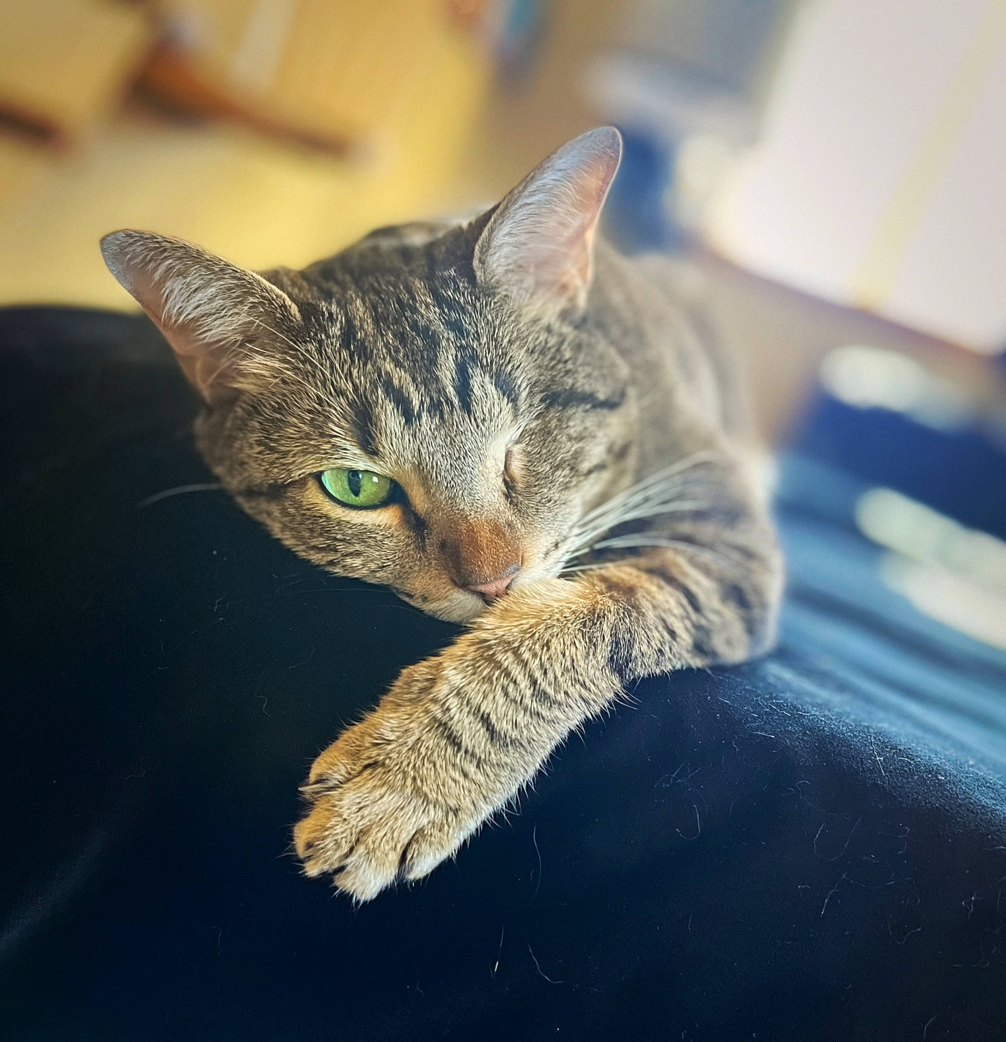 Pipsqueak is registered to the contest to win money with this photo: art, carnivore, cat, claw, curious, domestic_short_haired_cat, electric_blue, felidae, fur, macro_photography, paw, sitting, small_to_medium_sized_cats, snout, tail, terrestrial_animal, whiskers, wildlife, window