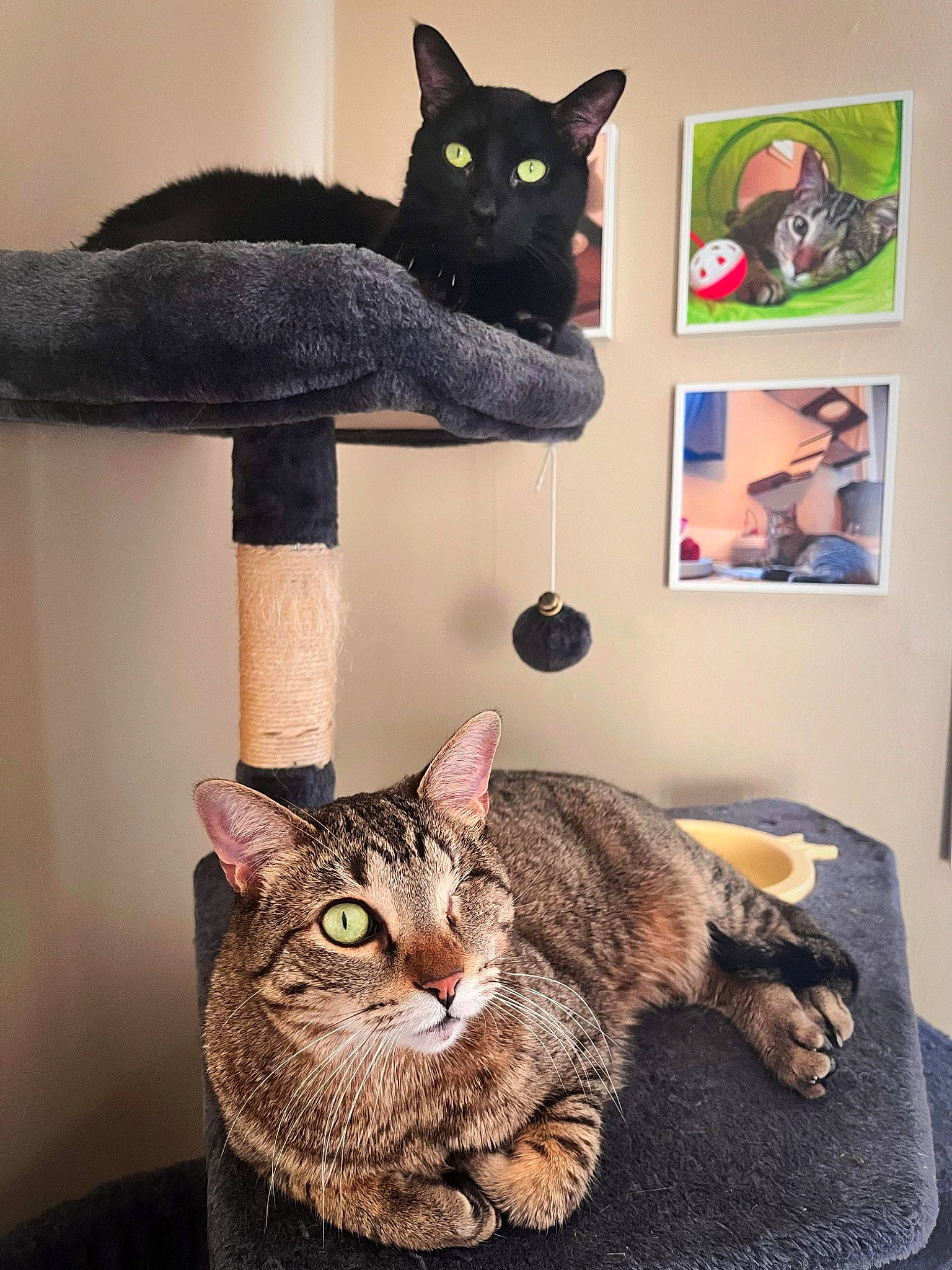 Pipsqueak joined the competition — help win amazing prizes! black_cat, bombay, carnivore, cat, cat_supply, comfort, domestic_short_haired_cat, felidae, fur, grey, pet_supply, picture_frame, room, shelf, small_to_medium_sized_cats, tail, tree, whiskers
