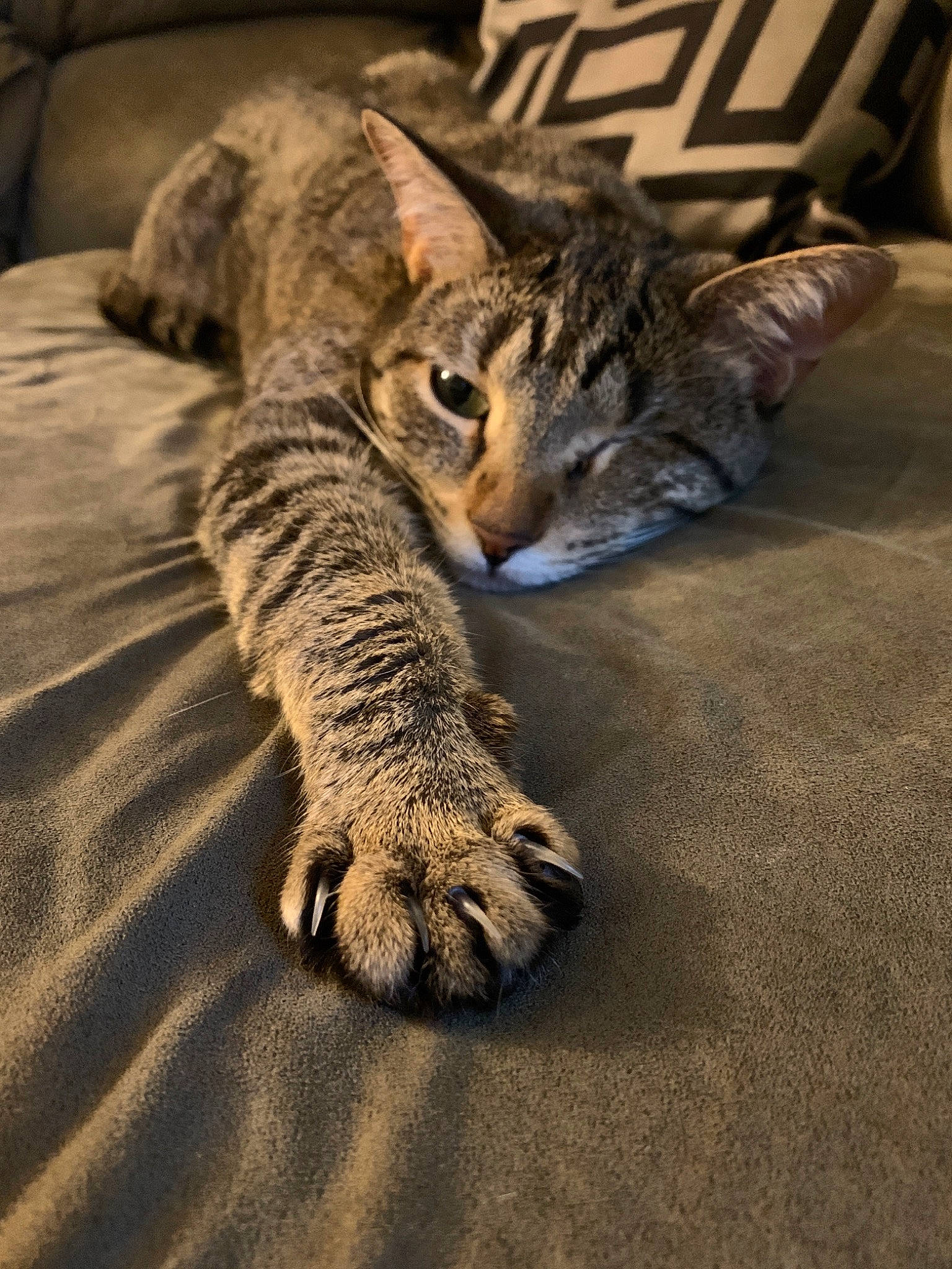 Pipsqueak is registered to the contest to win money with this photo: carnivore, cat, claw, comfort, domestic_short_haired_cat, felidae, foot, fur, grey, mammal, nap, paw, sleep, small_to_medium_sized_cats, snout, tail, terrestrial_animal, whiskers, wildlife, wood