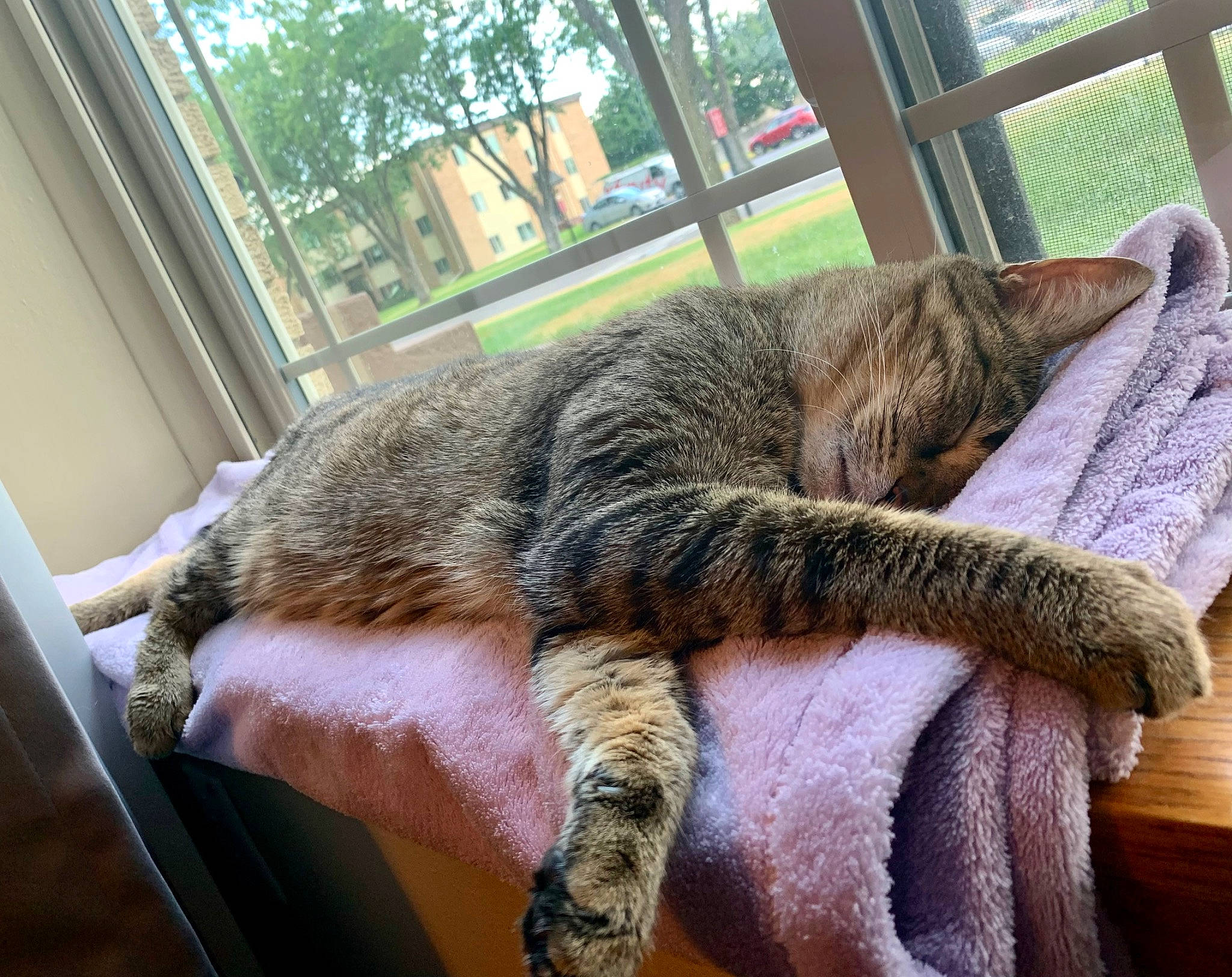 Pipsqueak joined the competition — help win amazing prizes! carnivore, cat, claw, comfort, domestic_short_haired_cat, fawn, felidae, fur, human_leg, mammal, nap, paw, small_to_medium_sized_cats, snout, tail, terrestrial_animal, tree, vertebrate, whiskers, window