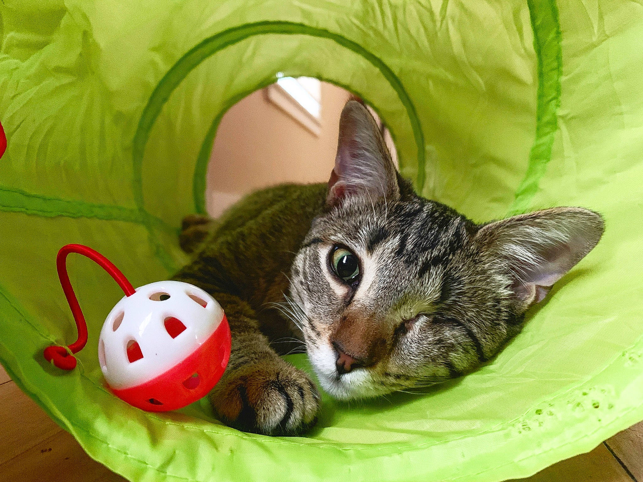 Pipsqueak is registered to the contest to win money with this photo: basket, bowl, carnivore, cat, cat_bed, cat_supply, comfort, domestic_short_haired_cat, felidae, fruit, fur, grass, linens, paw, recreation, small_to_medium_sized_cats, snout, tail, toy, whiskers