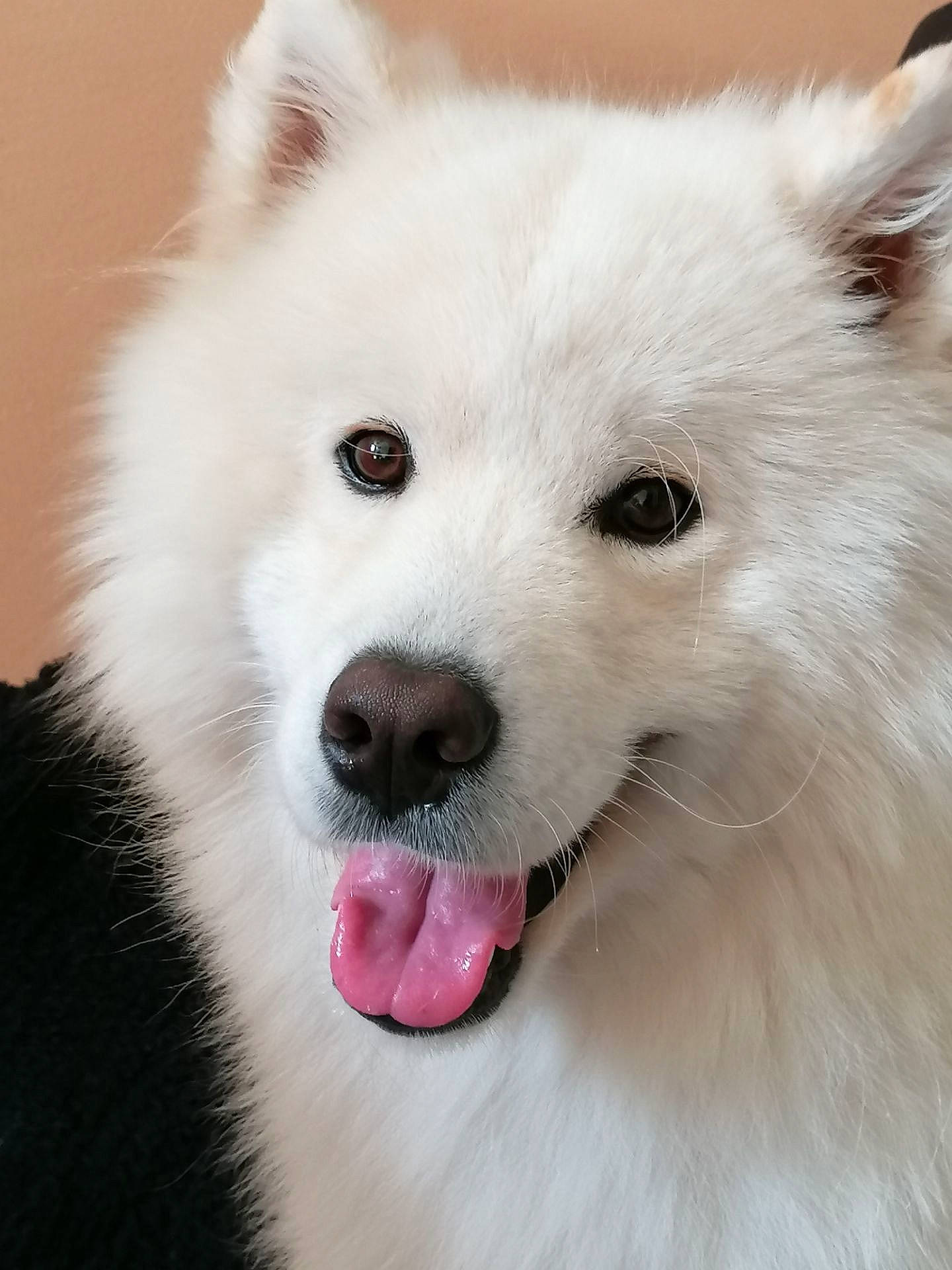 Simba a rejoint le concours — aidez-le/la à gagner de superbes lots ! american_eskimo_dog, ancient_dog_breeds, canidae, carnivore, companion_dog, dog, dog_breed, eye, eyelash, fur, japanese_spitz, non_sporting_group, plant, samoyed, snout, terrestrial_animal, volpino_italiano, whiskers, working_animal, working_dog