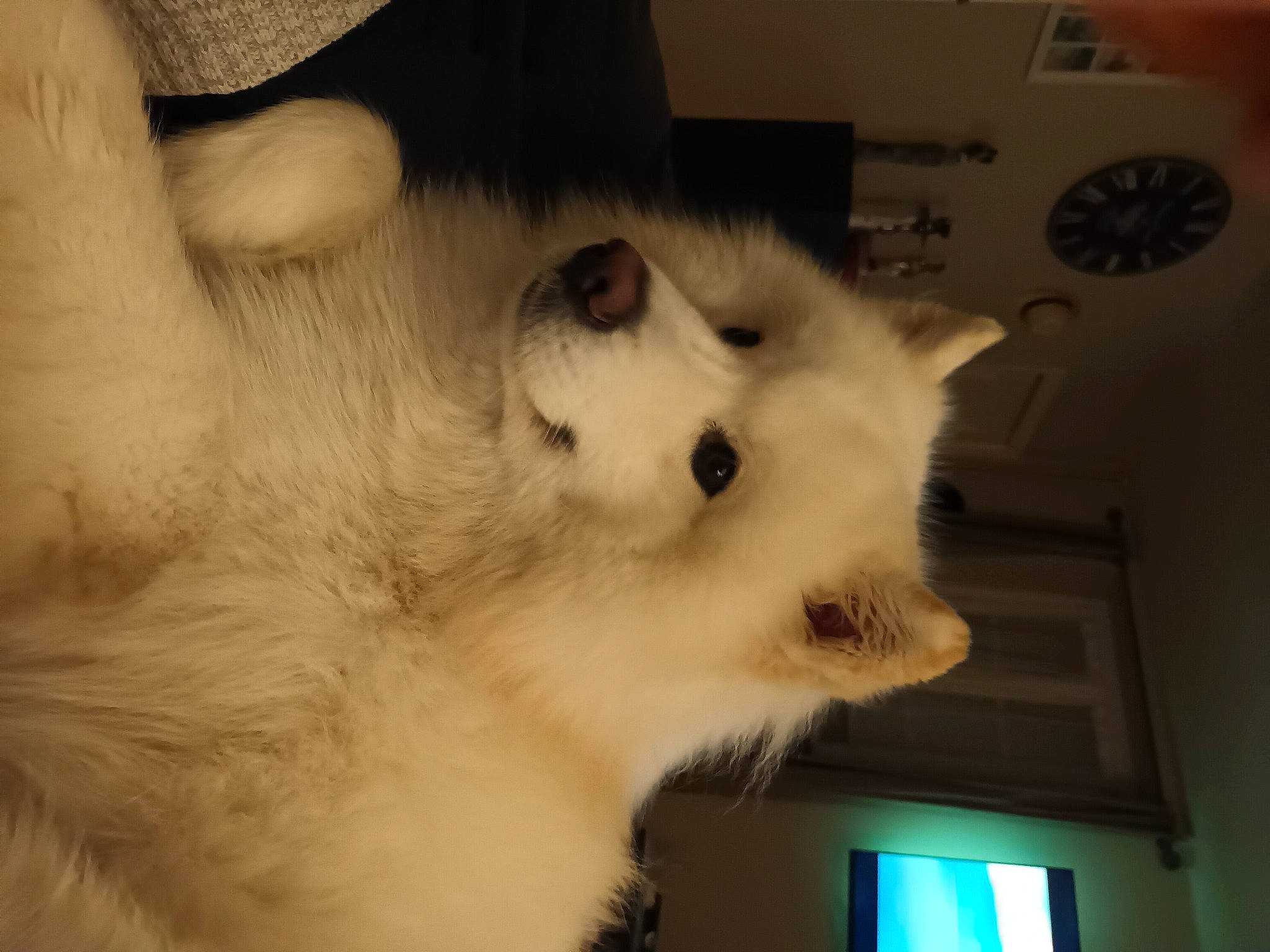 Simba participe au concours pour gagner de l'argent avec cette photo : american_eskimo_dog, canidae, carnivore, companion_dog, dog, dog_breed, fawn, felidae, fur, german_spitz, german_spitz_mittel, indian_spitz, japanese_spitz, samoyed, small_to_medium_sized_cats, snout, spitz, sporting_group, volpino_italiano, whiskers