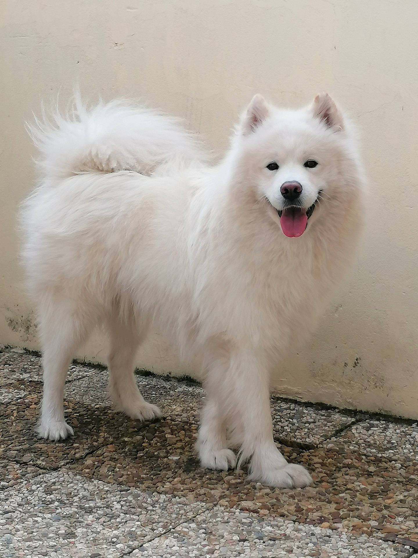 Simba participe au concours pour gagner de l'argent avec cette photo : canidae, carnivore, companion_dog, dog, dog_breed, fur, indian_spitz, japanese_spitz, non_sporting_group, snout, spitz, terrestrial_animal, volpino_italiano, working_animal