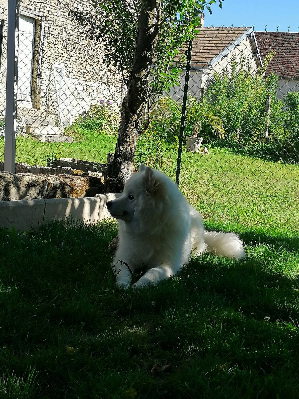 Simba participe au concours pour gagner de l'argent avec cette photo : canidae, carnivore, companion_dog, dog, dog_breed, fawn, felidae, garden, grass, groundcover, japanese_spitz, plant, sky, small_to_medium_sized_cats, spitz, sporting_group, tail, tree, volpino_italiano, window