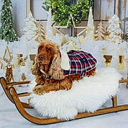 Pêche participe au concours pour gagner de l'argent avec cette photo : background, brown_dog, christmas_trees, cozy, decorations, dog, festive, fluffy_cushion, fur, holiday_decor, indoor, pet, plaid_jacket, relaxed, seasonal, sled, stars, winter_scene, wooden_sled, wrapped_presents