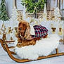 background, brown_dog, christmas_trees, cozy, decorations, dog, festive, fluffy_cushion, fur, holiday_decor, indoor, pet, plaid_jacket, relaxed, seasonal, sled, stars, winter_scene, wooden_sled, wrapped_presents