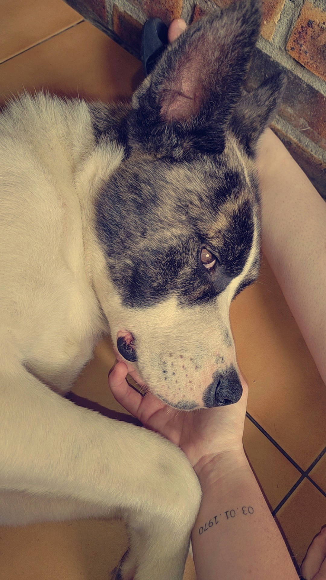 Pako a rejoint le concours — aidez-le/la à gagner de superbes lots ! bored, canidae, carnivore, cloud, comfort, companion_dog, dog, dog_breed, fawn, foot, fur, human_leg, nap, paw, puppy, sporting_group, terrestrial_animal, whiskers, working_animal, working_dog