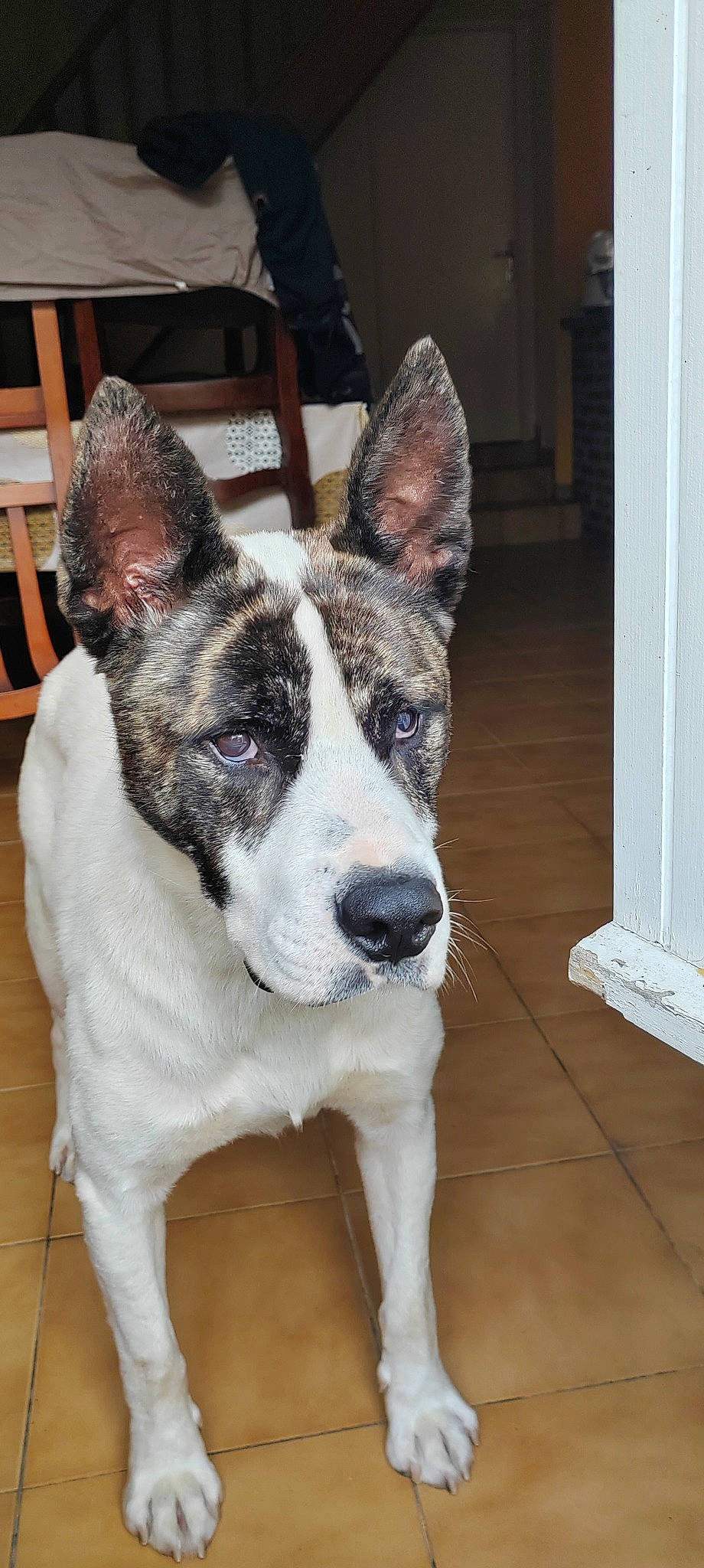 Pako a rejoint le concours — aidez-le/la à gagner de superbes lots ! art, canidae, carnivore, collar, companion_dog, dog, dog_breed, dog_collar, eye, flooring, fur, hardwood, herding_dog, snout, sporting_group, terrestrial_animal, whiskers, wood, working_animal, working_dog