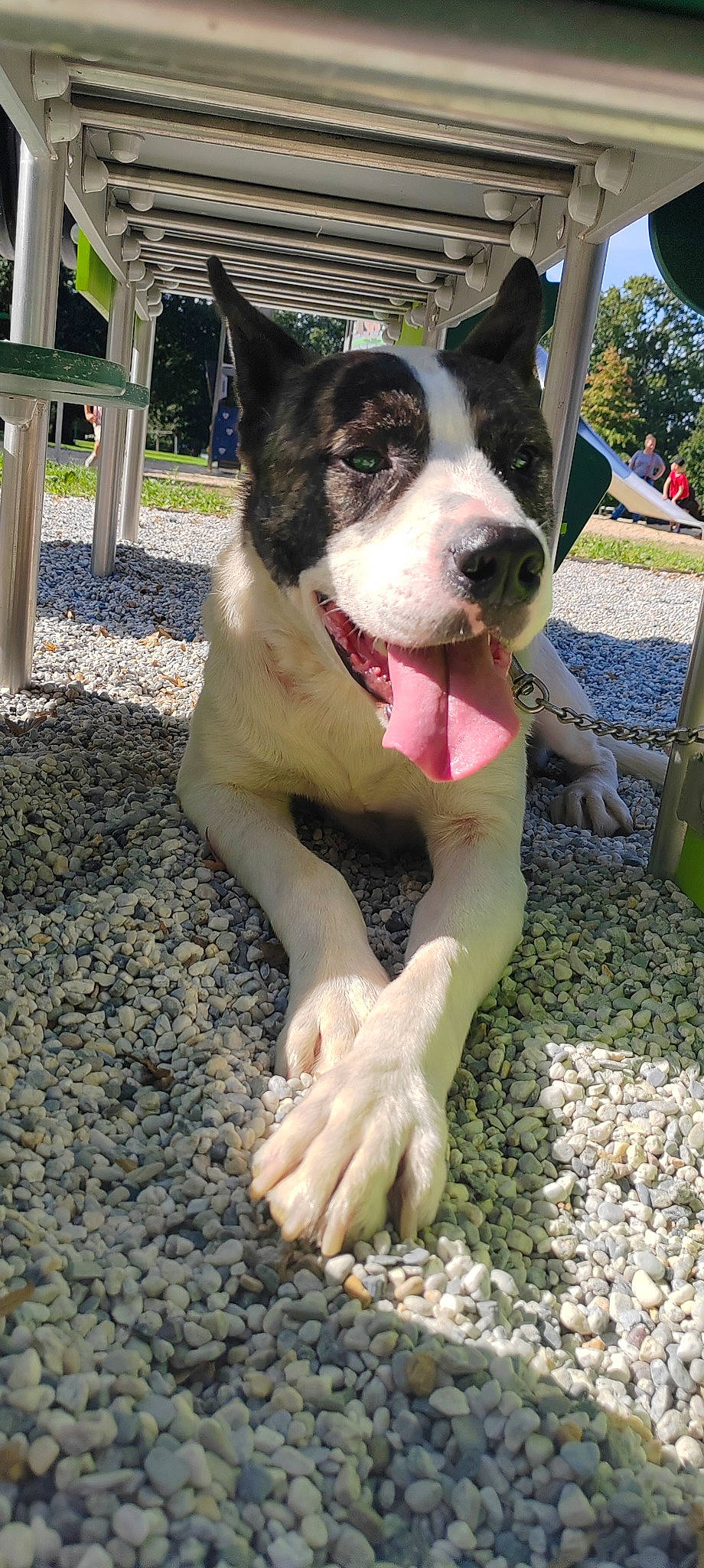 Pako a rejoint le concours — aidez-le/la à gagner de superbes lots ! canidae, carnivore, collar, companion_dog, dog, dog_breed, dog_collar, dog_supply, fang, fawn, herding_dog, mcnab, non_sporting_group, pebble, plant, snout, soil, sporting_group, window, working_dog