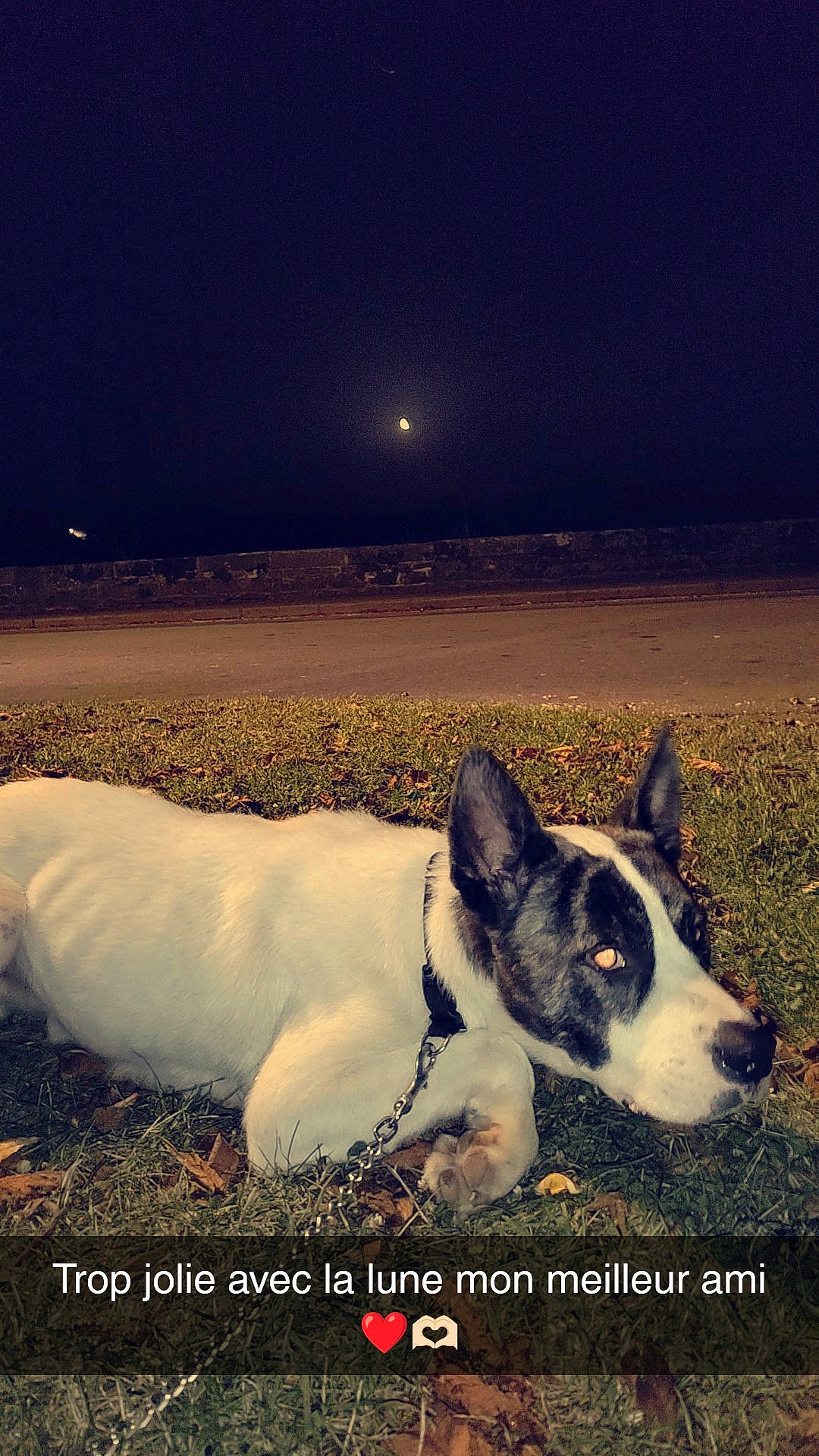 Pako a rejoint le concours — aidez-le/la à gagner de superbes lots ! art, astronomical_object, carnivore, companion_dog, corgi_chihuahua, dog, dog_breed, evening, grass, happy, horizon, landscape, light, moon, morning, nature, night, ocean, sky, terrestrial_animal