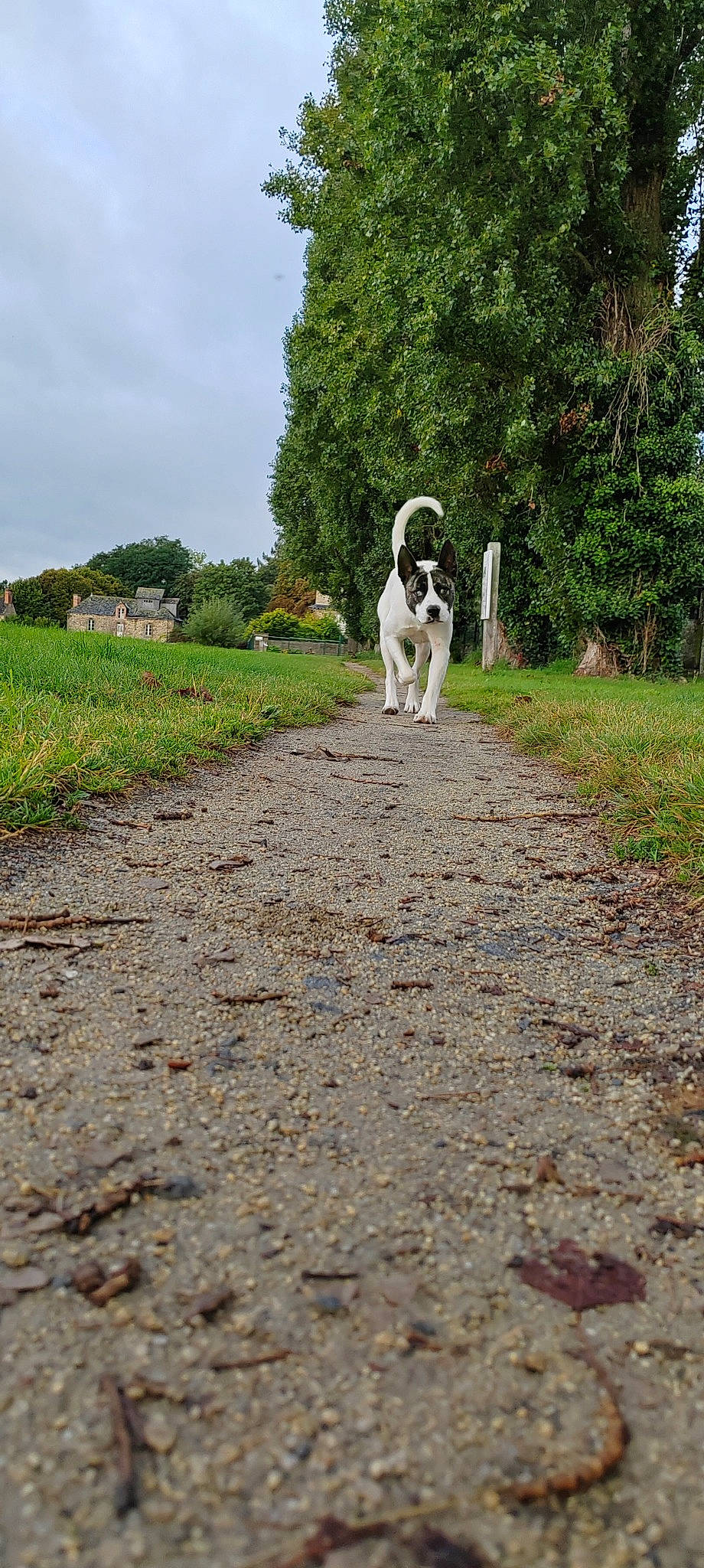 Pako participe au concours pour gagner de l'argent avec cette photo : carnivore, cloud, companion_dog, dirt_road, dog, dog_breed, grass, landscape, natural_landscape, pasture, plant, road, road_surface, shrub, sky, soil, sporting_group, tail, tree, working_animal