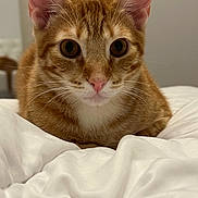Toby Aka Totobibi joined the competition — help win amazing prizes! cat, orange_tabby, close_up, pet, animal, whiskers, ears, feline, bed, blanket, indoor, cute, fur, nose, eyes, comfort, relaxation, soft, domestic_animal, lying_down
