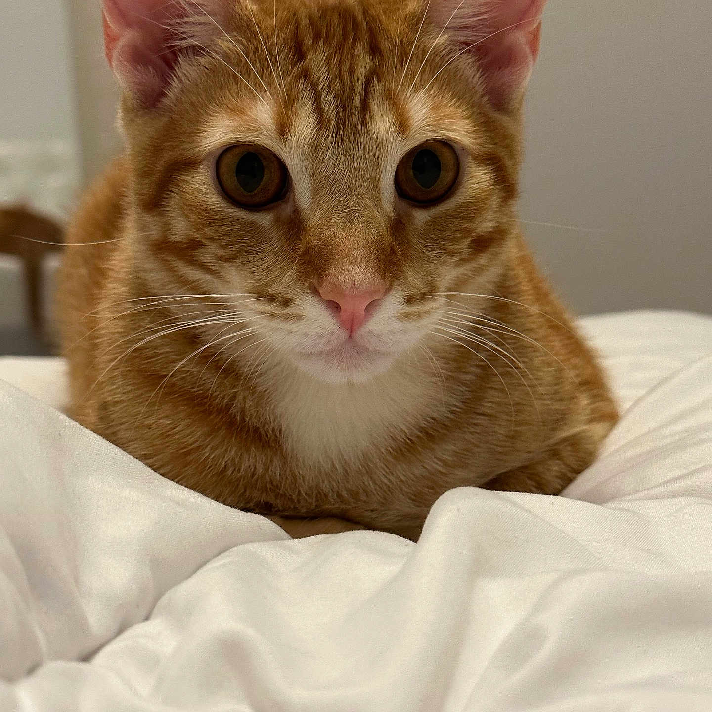 Toby Aka Totobibi joined the competition — help win amazing prizes! animal, bed, blanket, cat, close_up, comfort, cute, domestic_animal, ears, eyes, feline, fur, indoor, lying_down, nose, orange_tabby, pet, relaxation, soft, whiskers