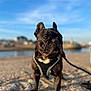Robin participe au concours pour gagner de l'argent avec cette photo : french_bulldog, dog, pet, animal, outdoor, beach, rocky_surface, harness, leash, sky, water, daylight, portrait, closeup, canine, walking, curious, brown_eyes, short_hair, sunlight