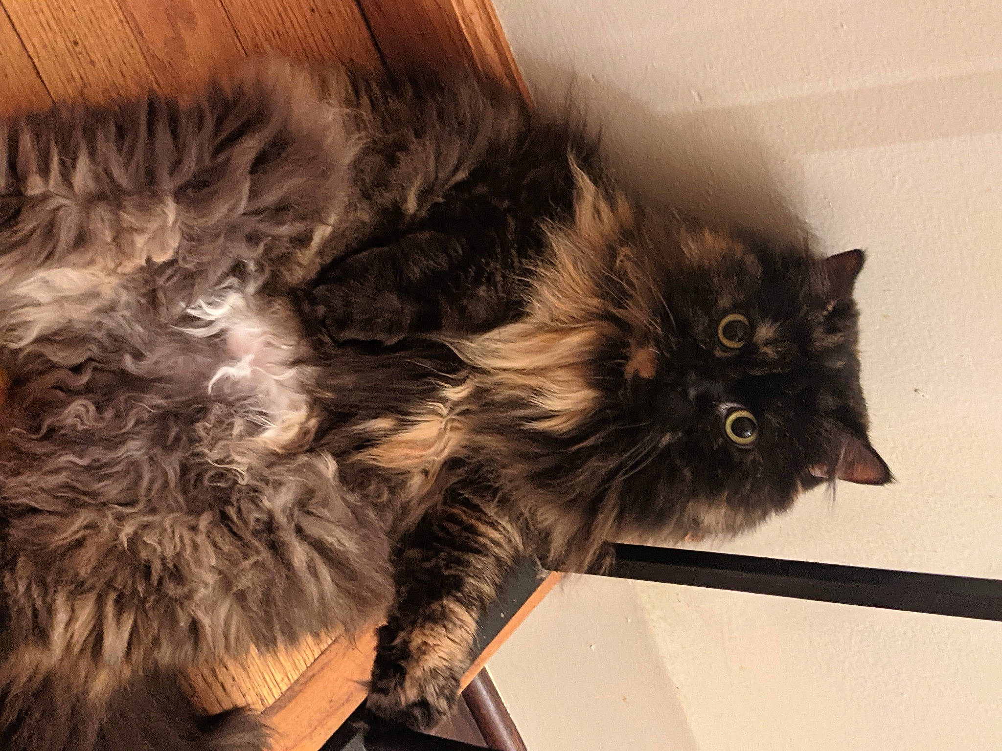 Sophia joined the competition — help win amazing prizes! black_cat, british_longhair, carnivore, cat, claw, comfort, domestic_short_haired_cat, ear, felidae, fur, liver, maine_coon, mammal, paw, small_to_medium_sized_cats, snout, tail, terrestrial_animal, whiskers