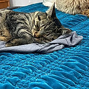 August joined the competition — help win amazing prizes! animal, bed, blanket, blue_blanket, cat, closeup, cozy, cute, domestic_animal, fur, furniture, gray_shirt, indoor, pet, pillow, relaxing, resting, sleeping, soft, tabby_cat