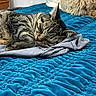 animal, bed, blanket, blue_blanket, cat, closeup, cozy, cute, domestic_animal, fur, furniture, gray_shirt, indoor, pet, pillow, relaxing, resting, sleeping, soft, tabby_cat