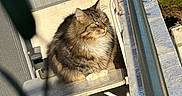 Atyla a rejoint le concours — aidez-le/la à gagner de superbes lots ! cat, tabby, fluffy, balcony, chair, sunlight, outdoor, railing, greenery, pet, animal, feline, resting, relaxing, fur, portrait, daylight, shadow, nature, home