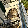 cat, tabby, fluffy, balcony, chair, sunlight, outdoor, railing, greenery, pet, animal, feline, resting, relaxing, fur, portrait, daylight, shadow, nature, home