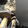 Atyla a rejoint le concours — aidez-le/la à gagner de superbes lots ! cat, tabby, fluffy, pet, cat_tree, paw, relaxed, indoor, feline, fur, whiskers, animal, household, domestic, cute, lazy, playful, cozy, home, resting