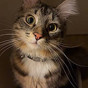 Atyla participe au concours pour gagner de l'argent avec cette photo : cat, tabby, pet, animal, feline, whiskers, fur, pink_nose, curious, indoor, closeup, looking_up, sitting, ears, collar, cute, domestic_animal, mammal, portrait, face